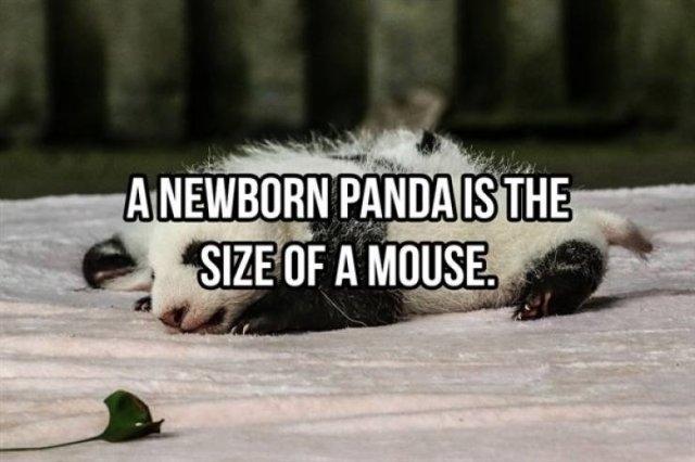 interestingfacts368_023