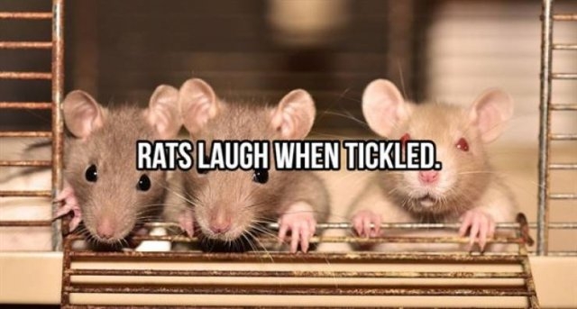interestingfacts368_024