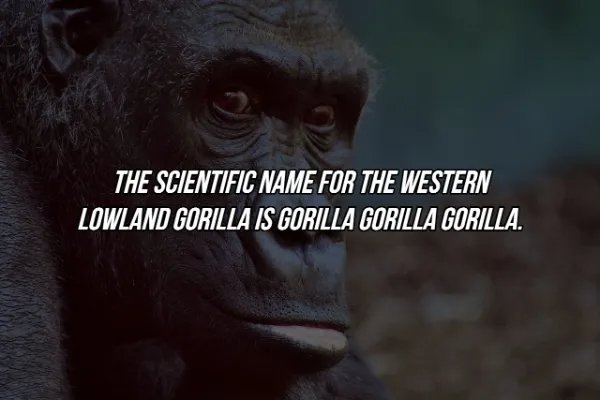 interestingfacts369_018
