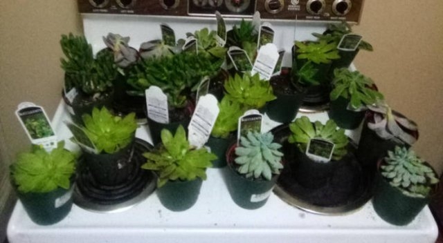 randompics1990_062