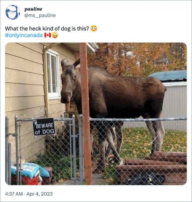 canadamemes2_006
