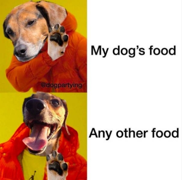 dogs74_001