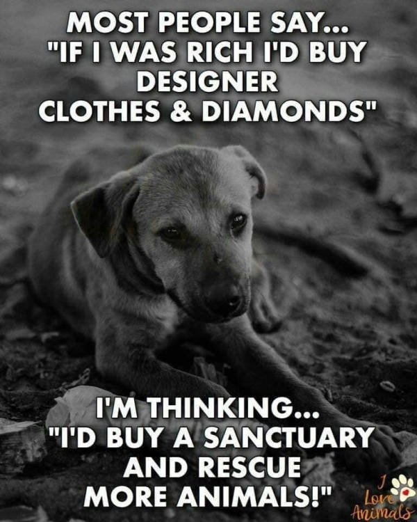 dogs74_002
