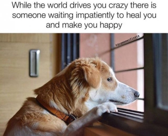 dogs74_004