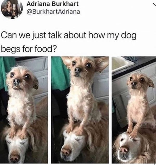 dogs74_007