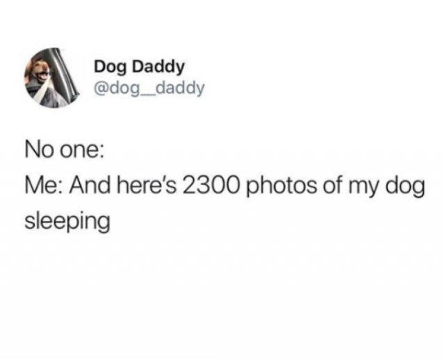 dogs74_011