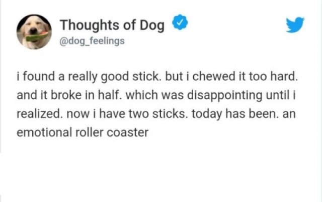 dogs74_013