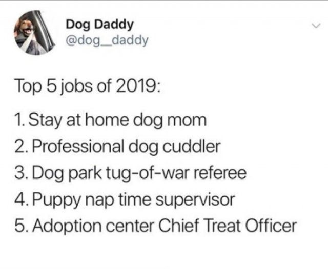 dogs74_016