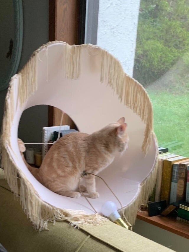 funnyanimals187_001