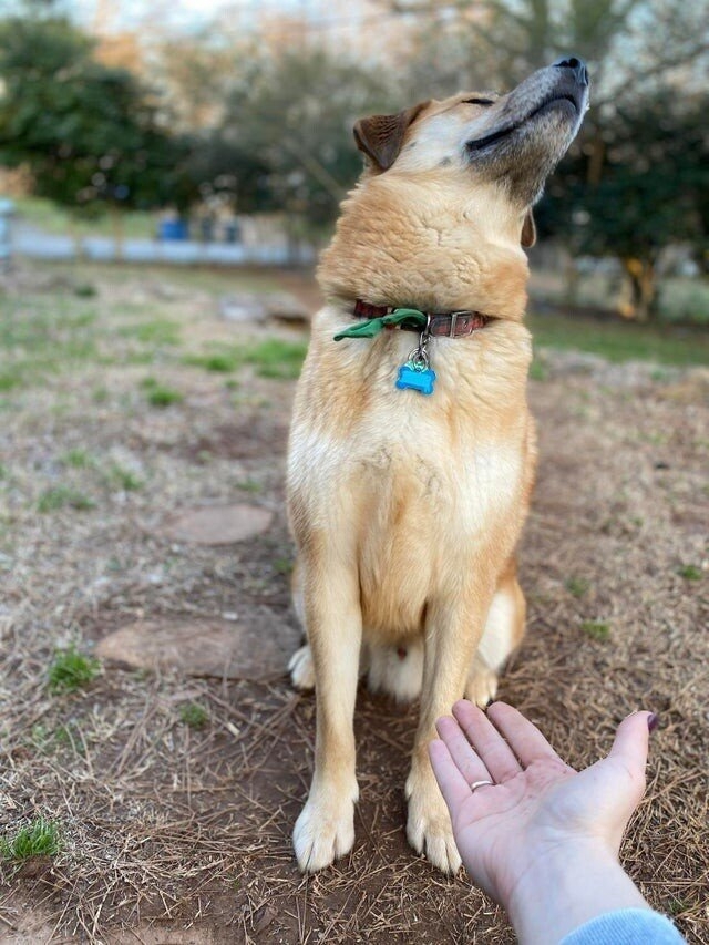 funnyanimals187_002