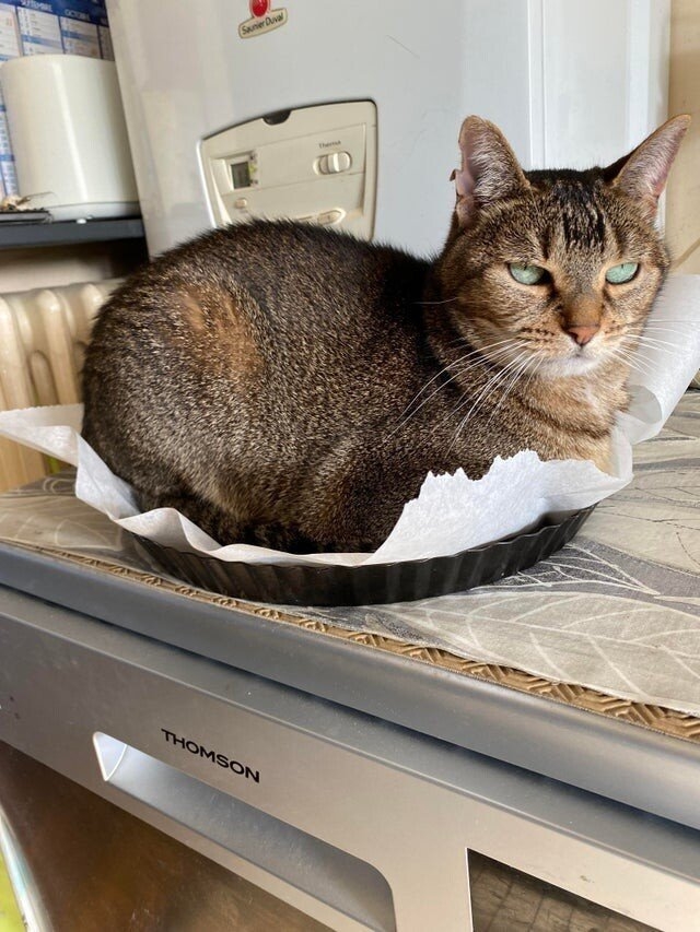 funnyanimals187_003