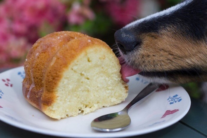 funnyanimals187_004