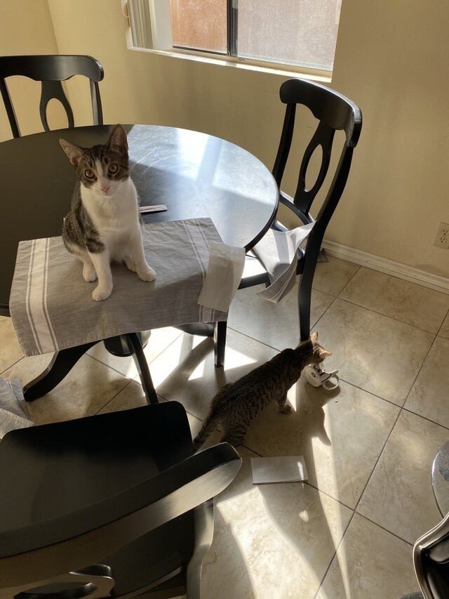 funnyanimals187_005