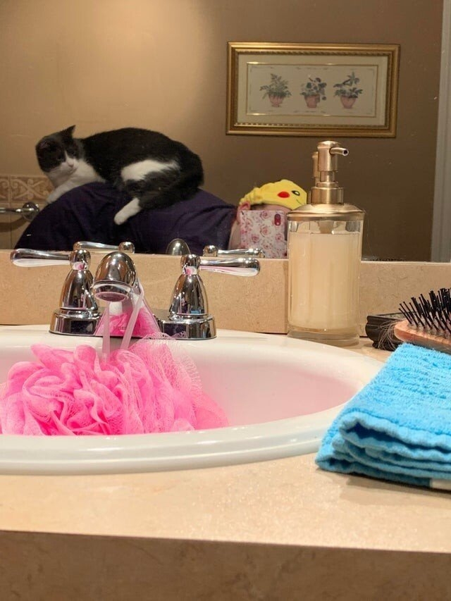 funnyanimals187_006