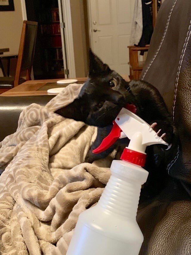 funnyanimals187_007