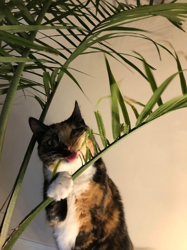 funnyanimals187_010