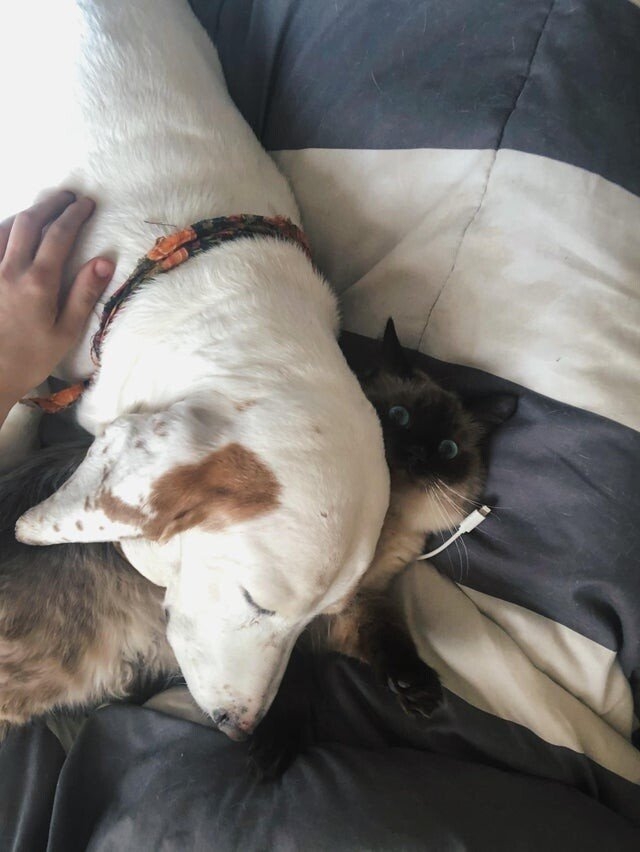 funnyanimals187_011