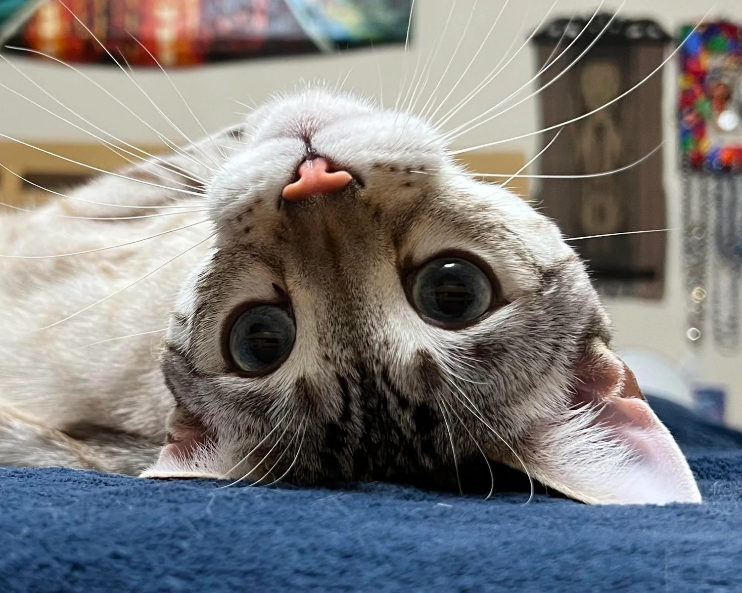 funnyanimals187_012