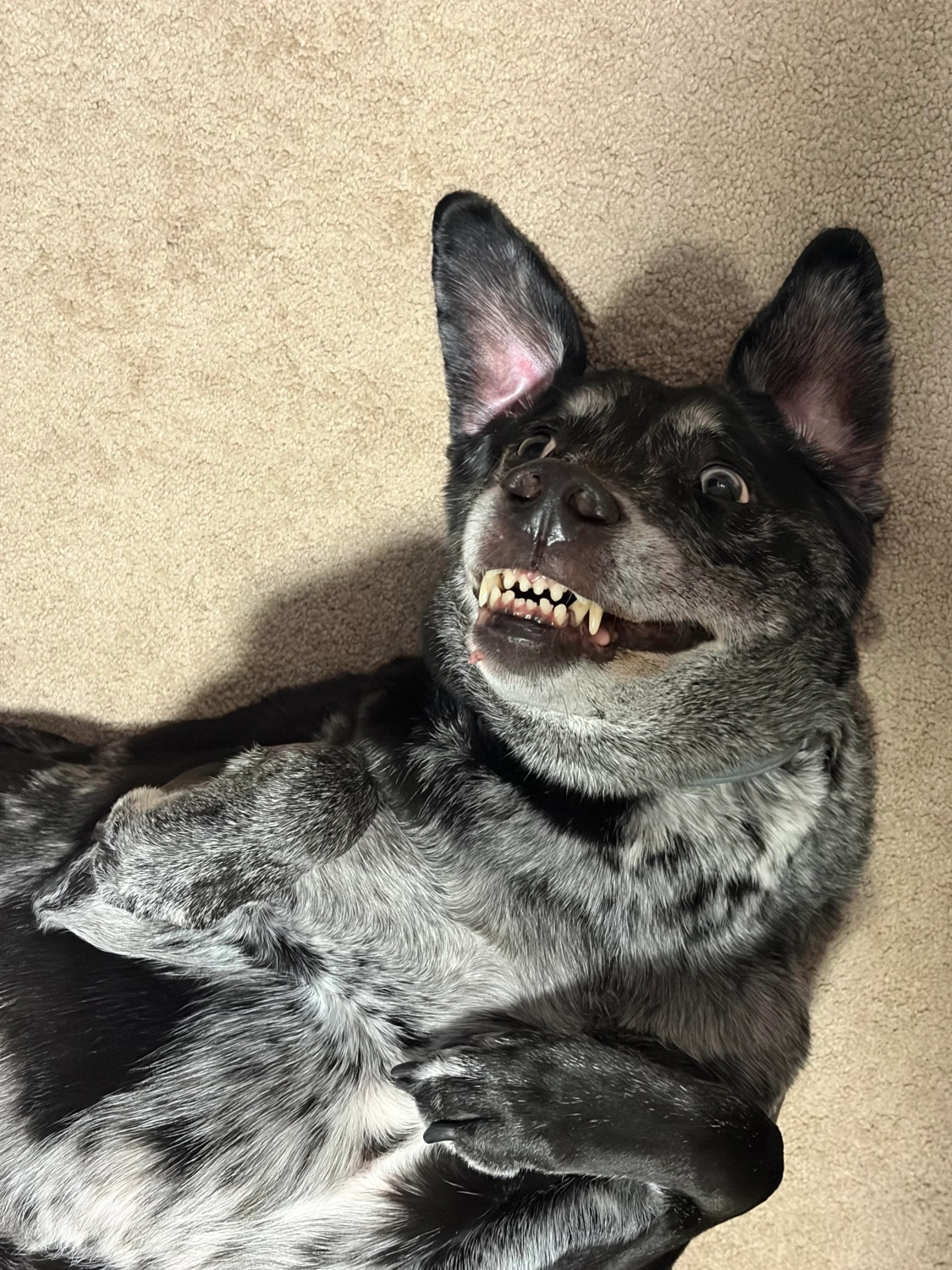 funnyanimals187_014