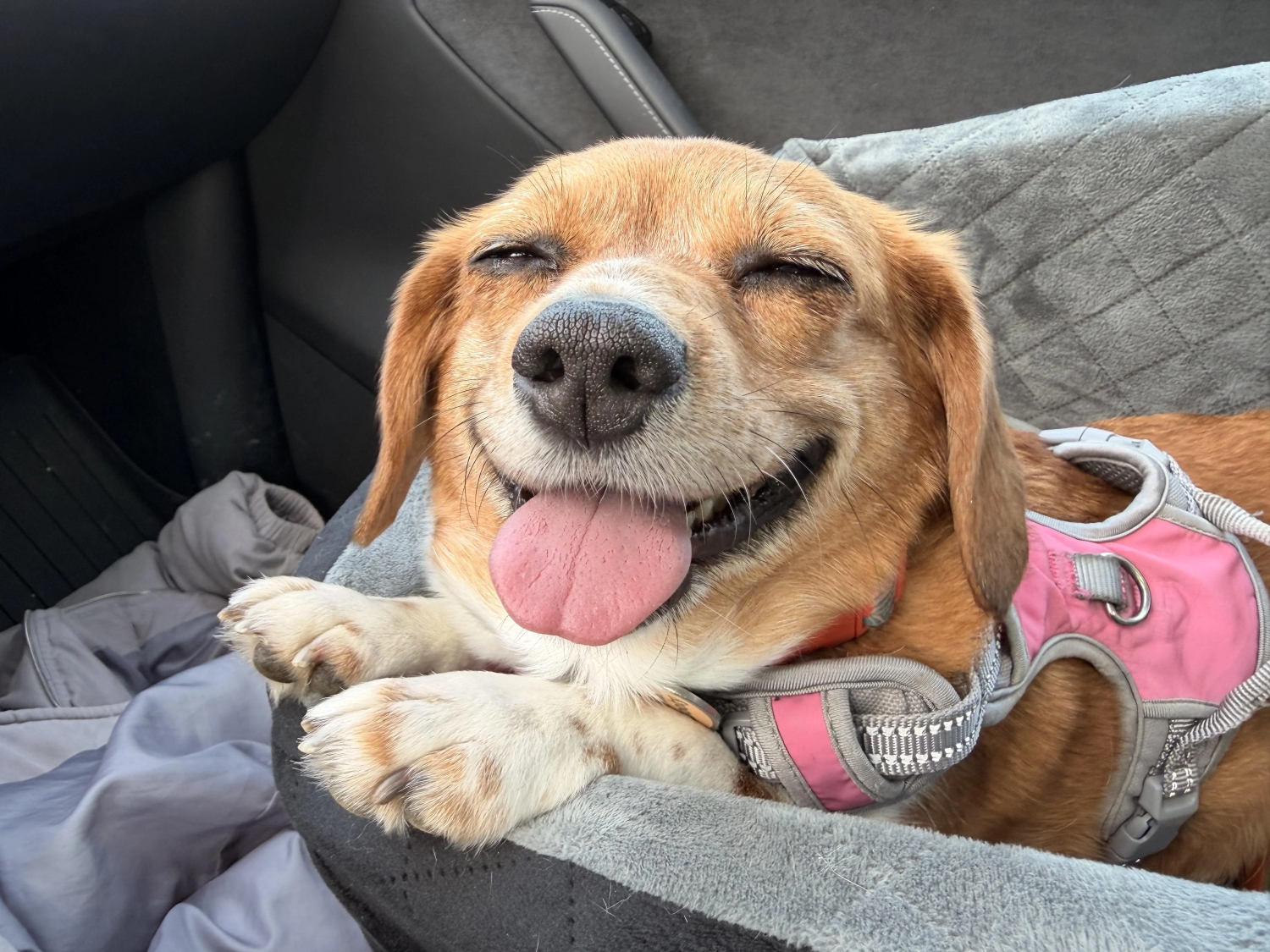 funnyanimals187_016