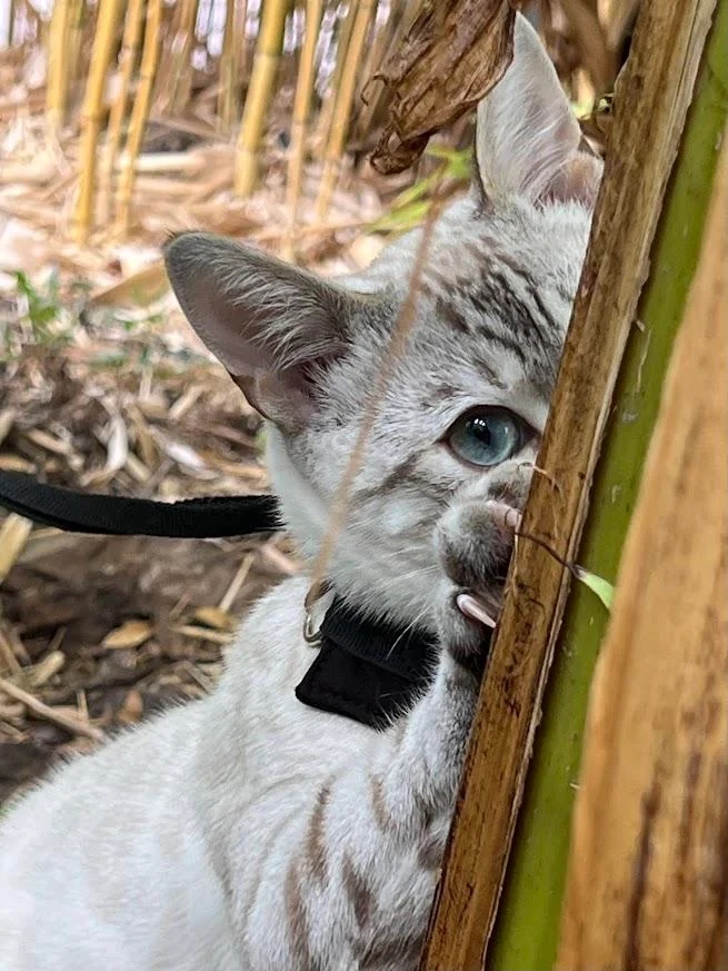 funnyanimals187_017