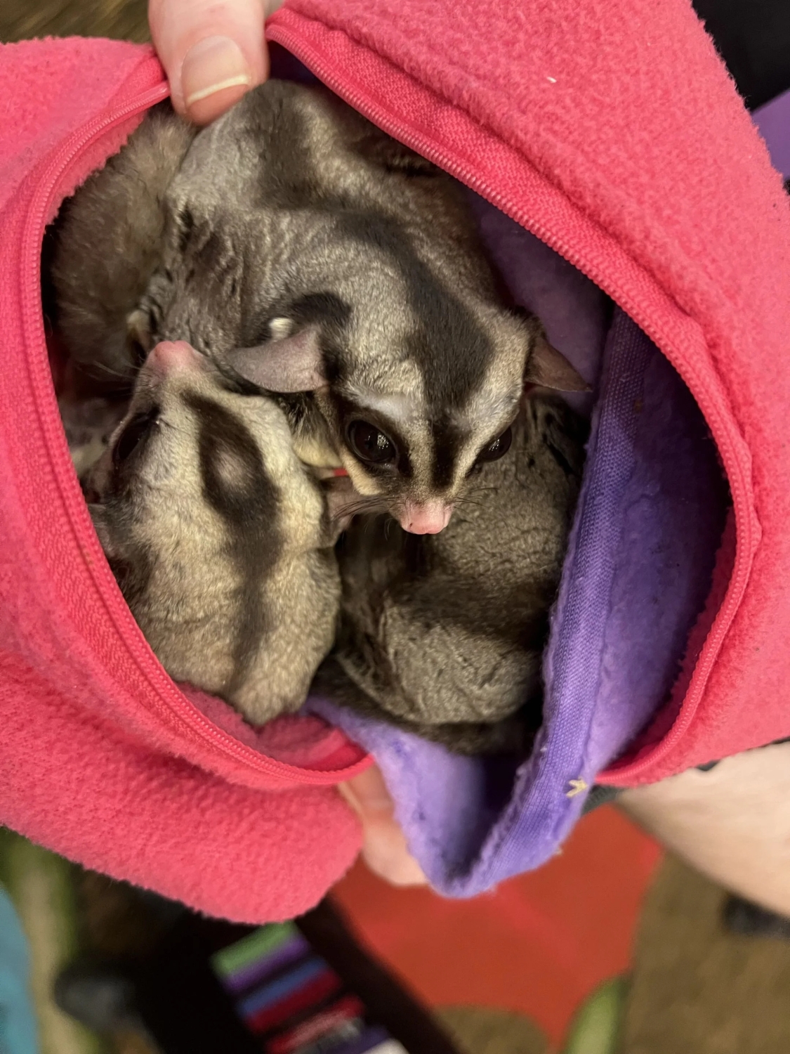funnyanimals187_018