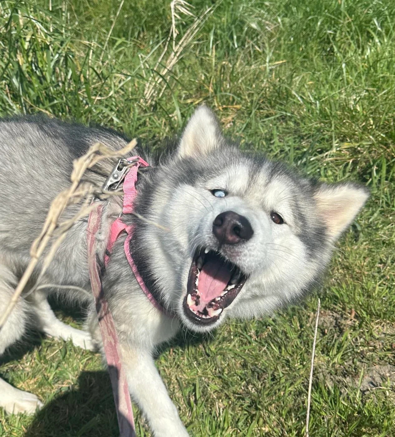 funnyanimals187_019