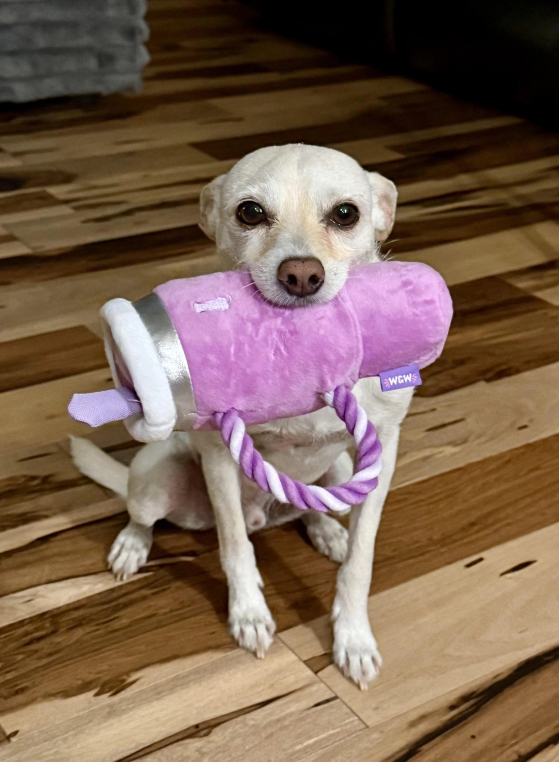 funnyanimals187_020