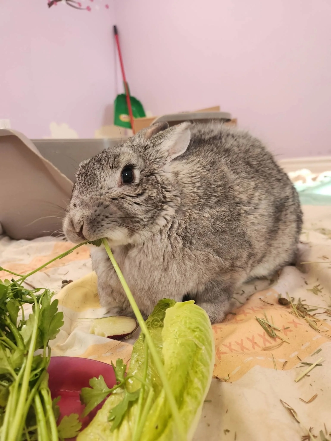 funnyanimals187_021