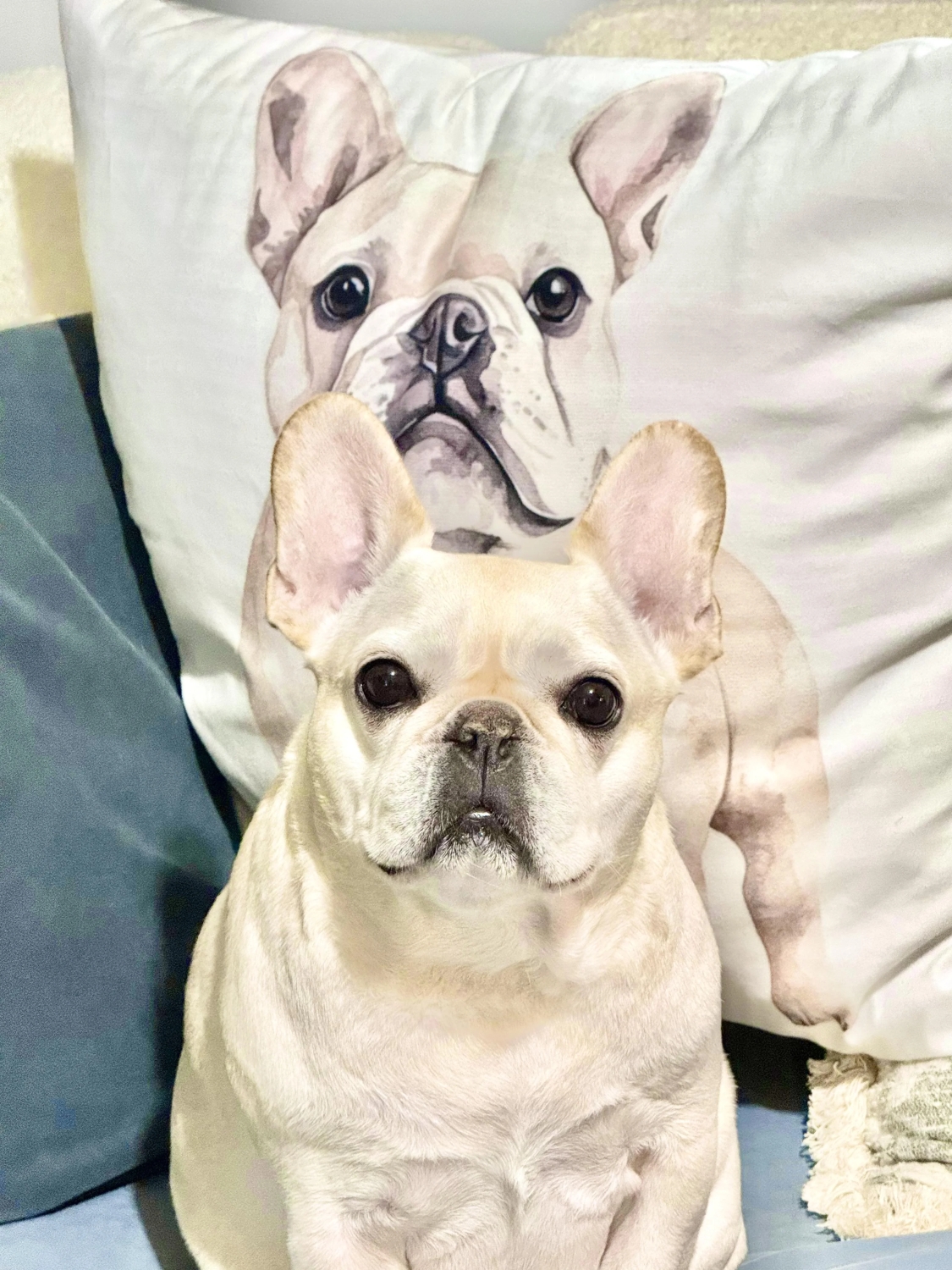 funnyanimals187_022