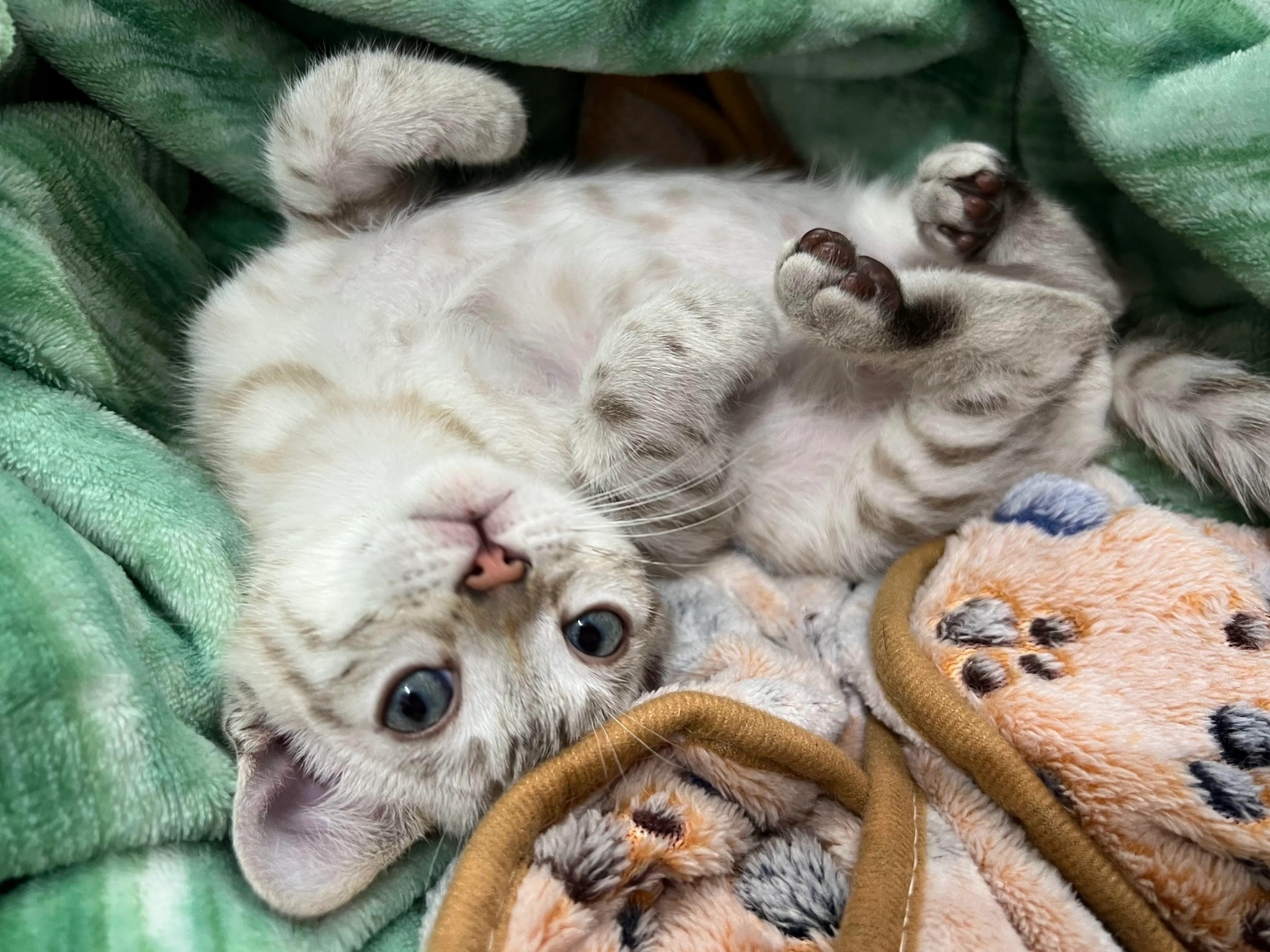 funnyanimals187_025