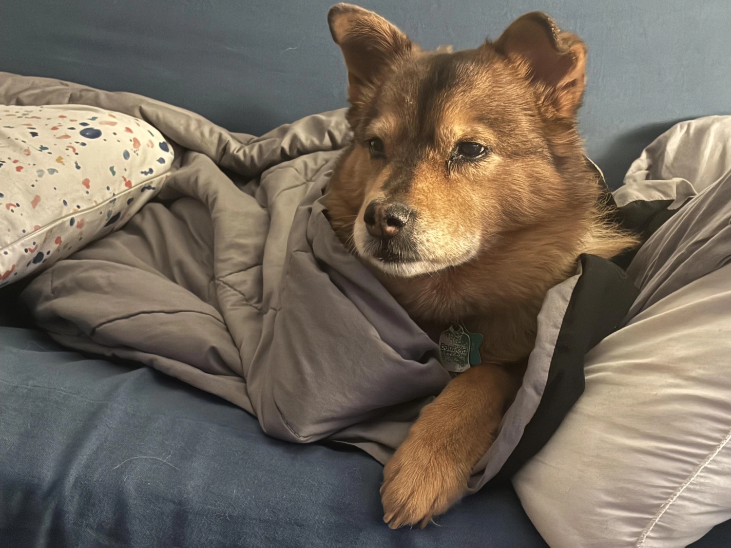 funnyanimals187_028