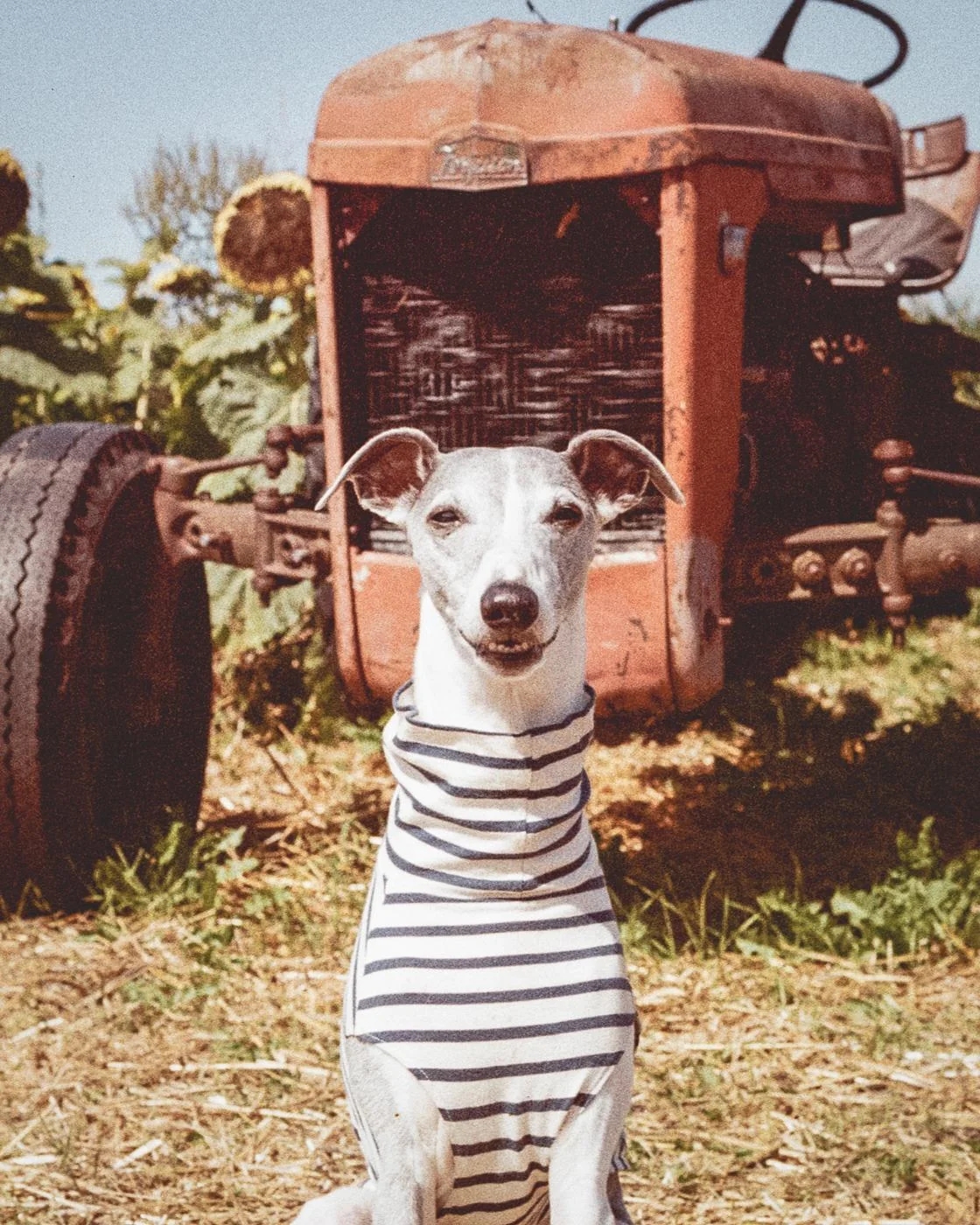 funnyanimals187_029