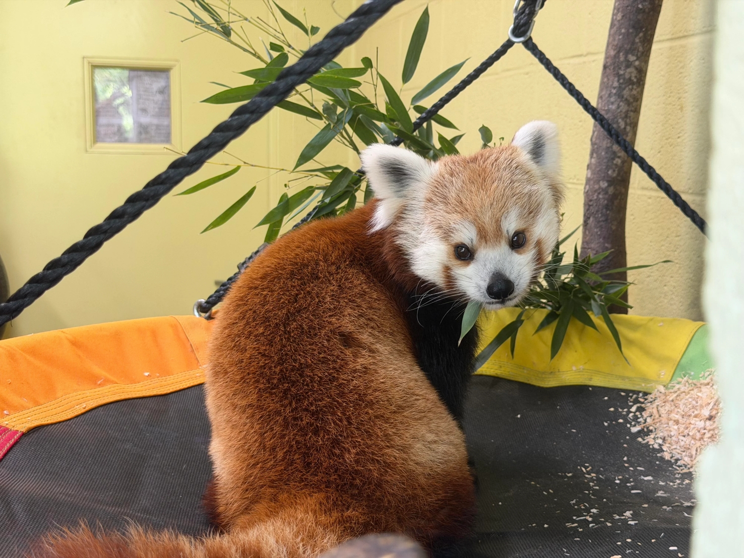 funnyanimals187_036