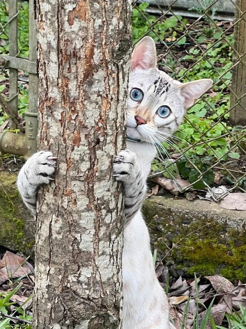 funnyanimals187_038