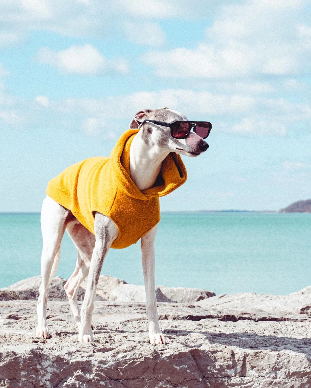 funnyanimals187_042