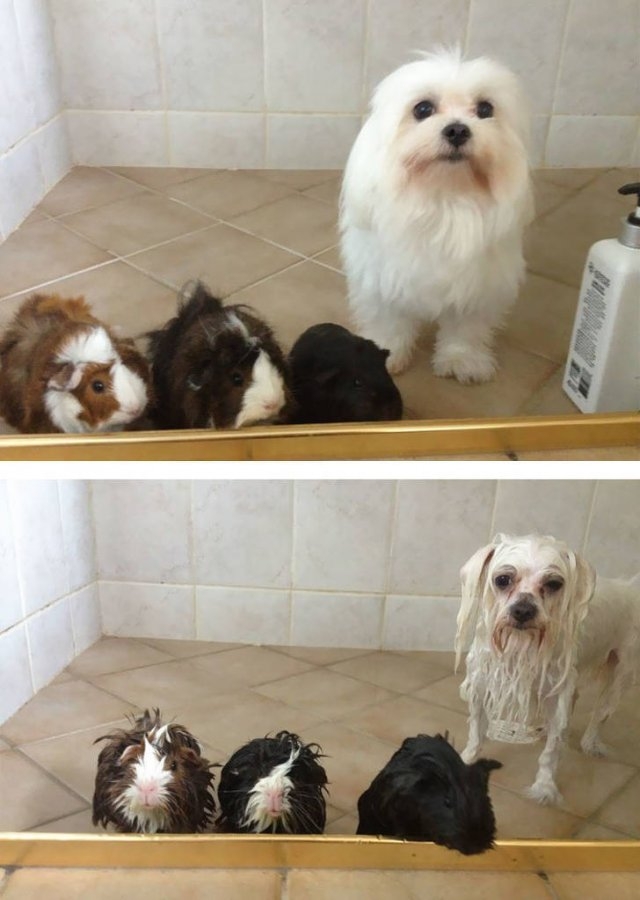 funnyanimals187_044