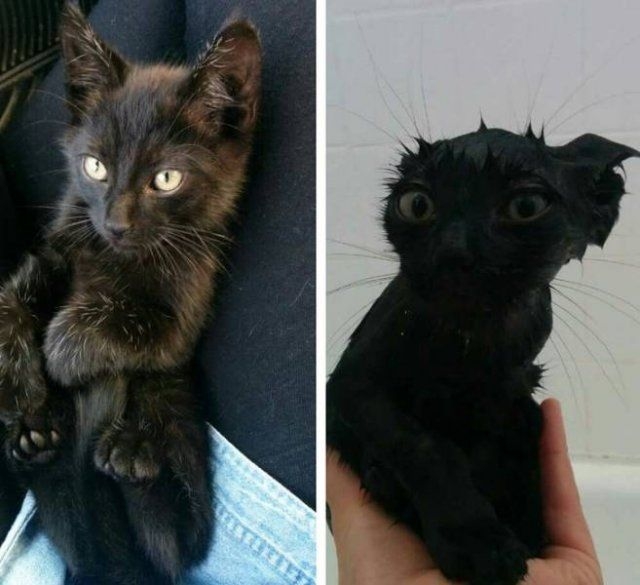 funnyanimals187_045