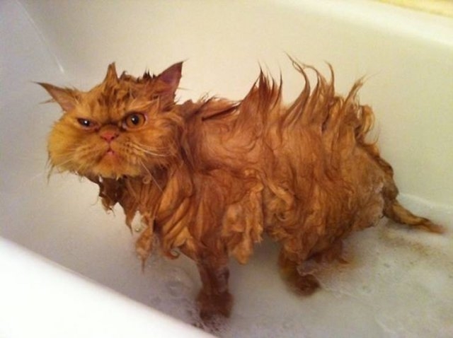 funnyanimals187_046