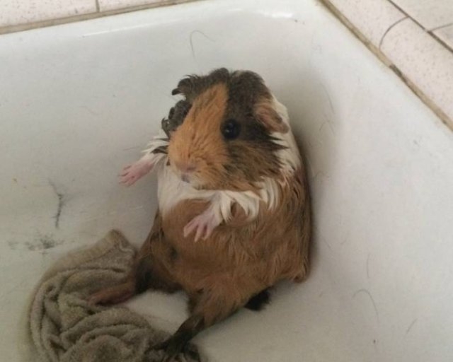 funnyanimals187_047