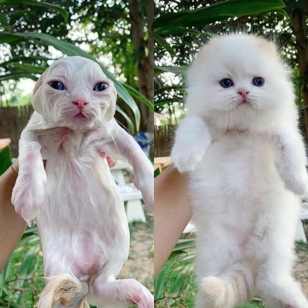 funnyanimals187_049