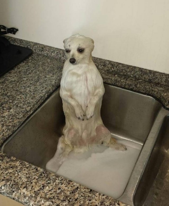 funnyanimals187_050