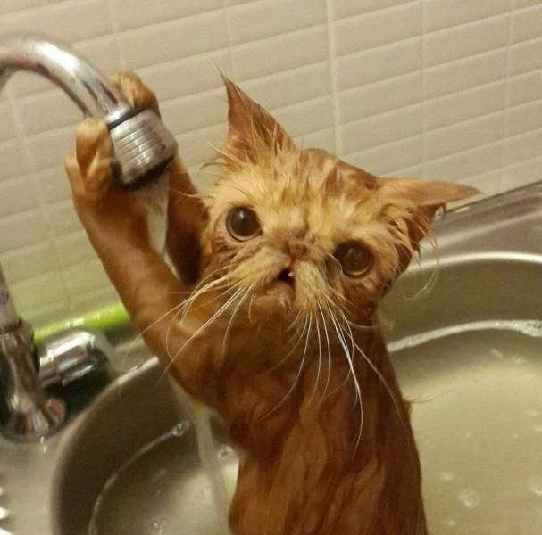 funnyanimals187_051