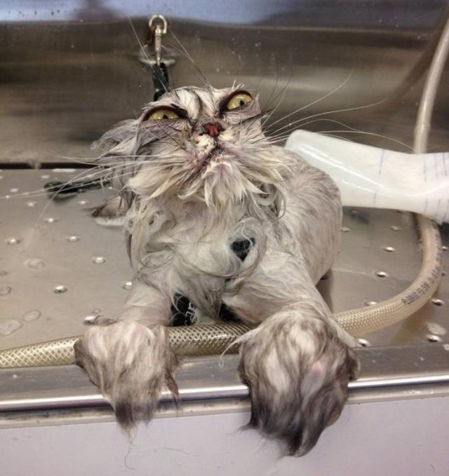 funnyanimals187_056