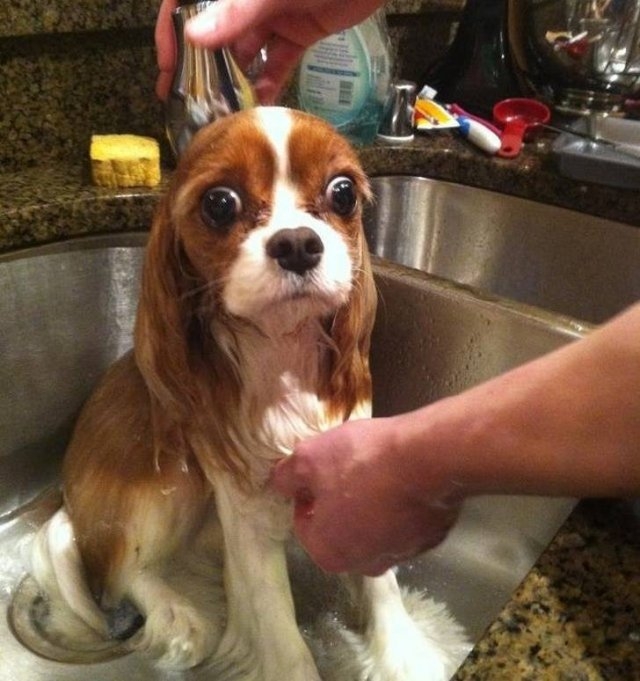 funnyanimals187_058