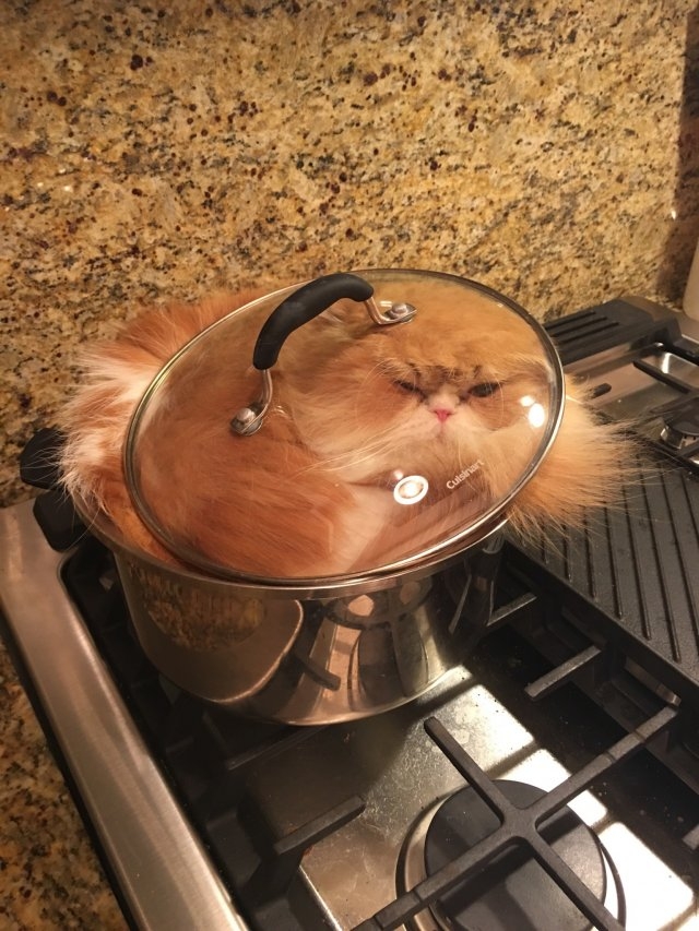 funnycats116_001