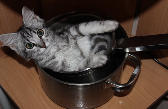 funnycats116_002