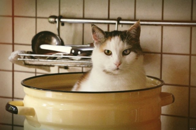 funnycats116_003