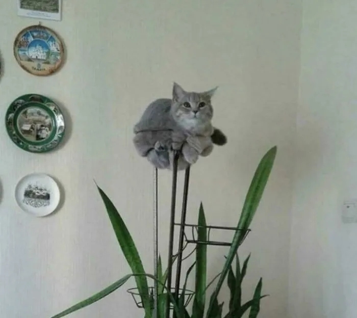 funnycats116_004