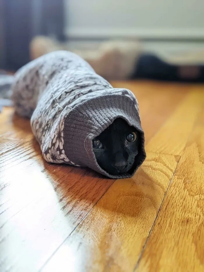 funnycats116_005